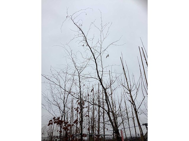 Rode beuk - parkboom (2x) - afbeelding 3 van  3