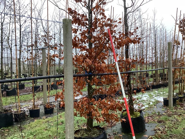 Rode beuk - parkboom - afbeelding 1 van  3