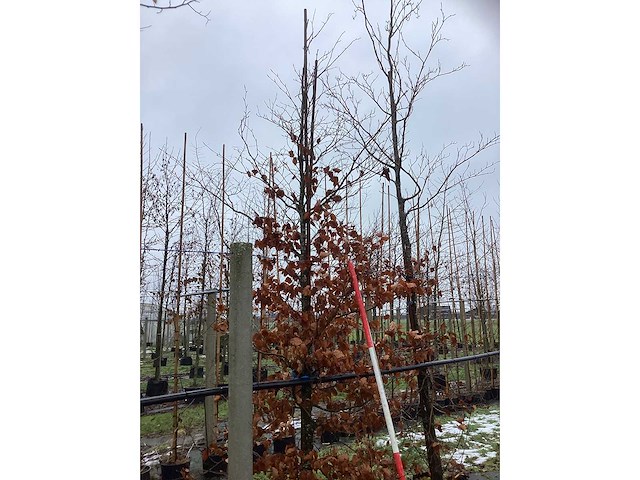 Rode beuk - parkboom - afbeelding 2 van  3