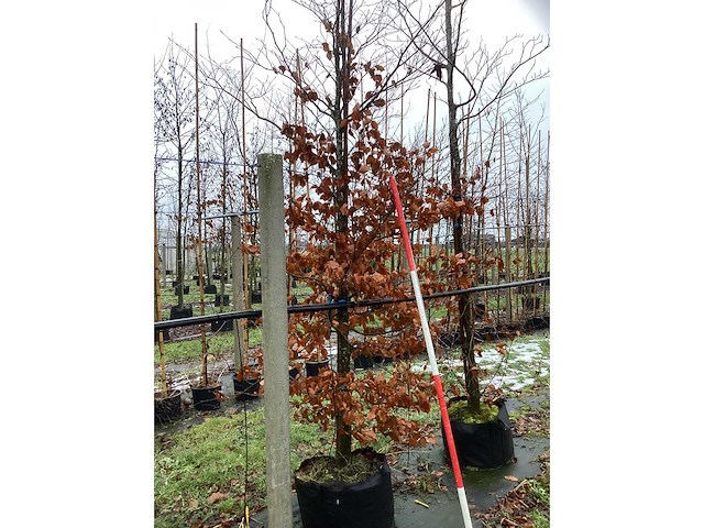 Rode beuk - parkboom - afbeelding 3 van  3