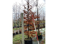 Rode beuk - parkboom - afbeelding 3 van  3