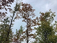 Rode beuk - parkboom