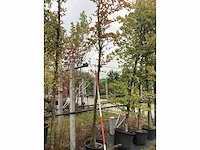 Rode beuk - parkboom - afbeelding 1 van  2