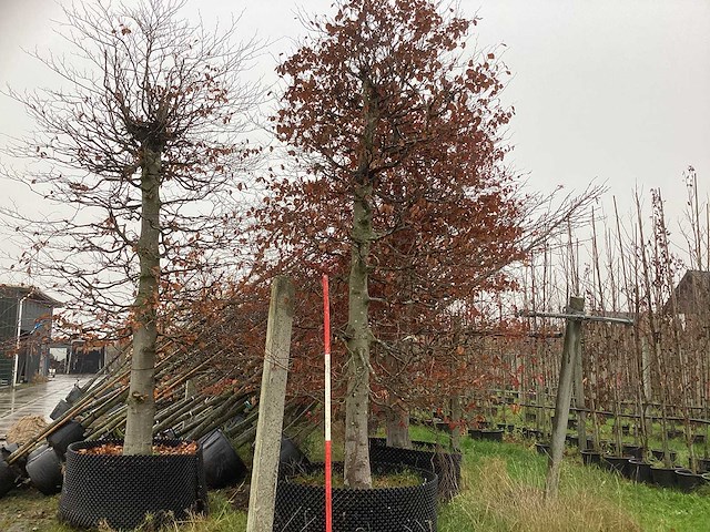 Rode beuk - sierboom - afbeelding 1 van  3