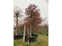 Rode beuk - sierboom - afbeelding 2 van  3
