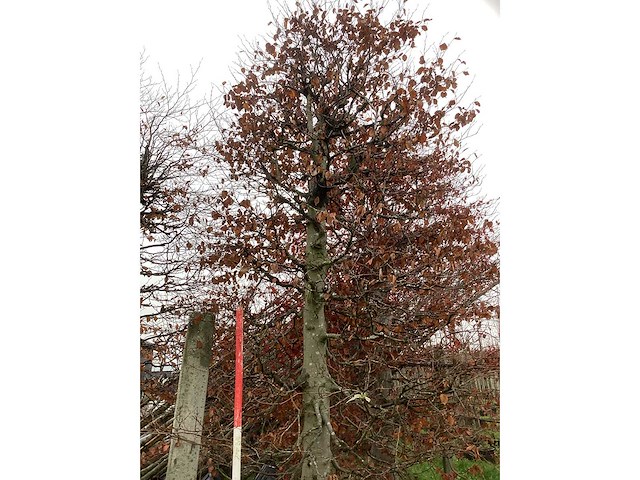 Rode beuk - sierboom - afbeelding 3 van  3
