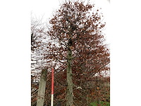 Rode beuk - sierboom - afbeelding 3 van  3