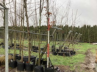 Rode beuk - sierboom - afbeelding 1 van  3