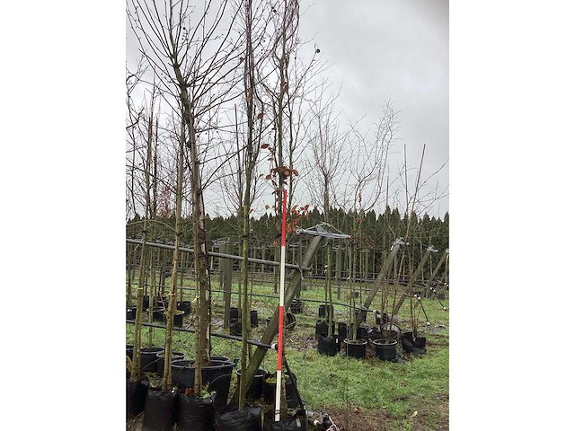 Rode beuk - sierboom - afbeelding 2 van  3