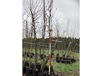 Rode beuk - sierboom - afbeelding 2 van  3