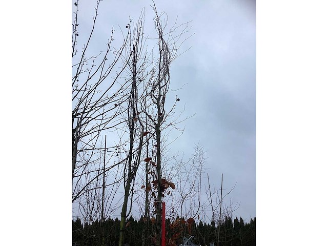 Rode beuk - sierboom - afbeelding 3 van  3