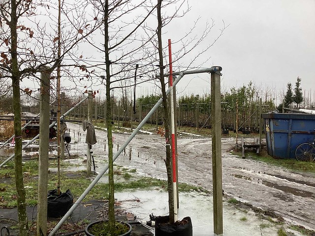 Rode beuk - sierboom - afbeelding 1 van  3