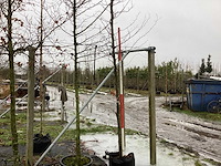 Rode beuk - sierboom