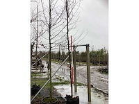 Rode beuk - sierboom - afbeelding 2 van  3