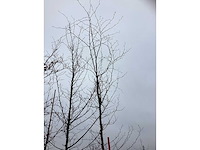 Rode beuk - sierboom - afbeelding 3 van  3