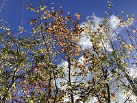 Rode beuk - sierboom