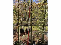 Rode beuk - sierboom - afbeelding 3 van  3