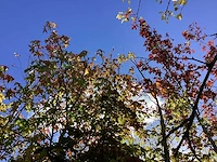 Rode beuk - sierboom