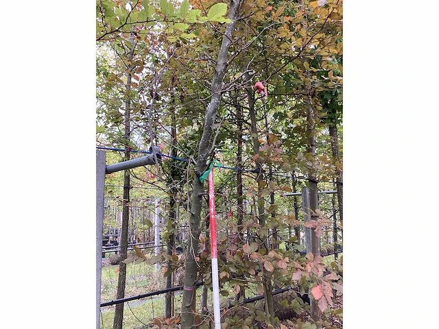 Rode beuk - sierboom - afbeelding 2 van  3