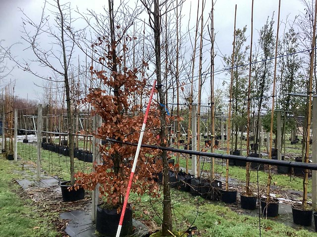 Rode beuk - vormboom - afbeelding 1 van  3