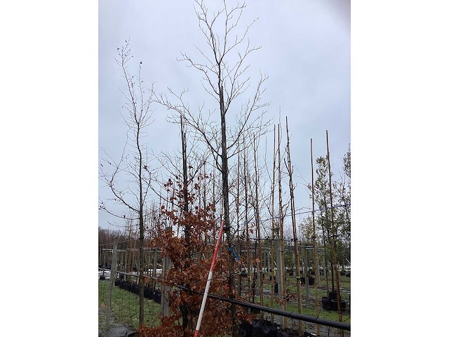 Rode beuk - vormboom - afbeelding 2 van  3