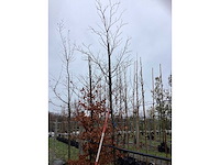 Rode beuk - vormboom - afbeelding 2 van  3