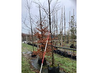 Rode beuk - vormboom - afbeelding 3 van  3