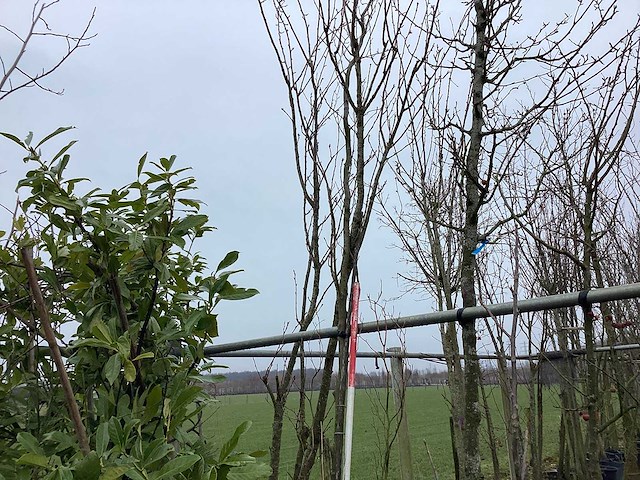 Rode beuk - vormboom - afbeelding 1 van  2