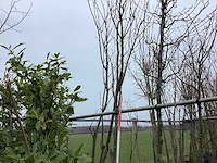 Rode beuk - vormboom - afbeelding 1 van  2