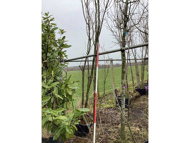 Rode beuk - vormboom - afbeelding 2 van  2