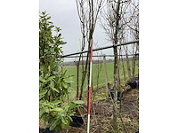 Rode beuk - vormboom - afbeelding 2 van  2