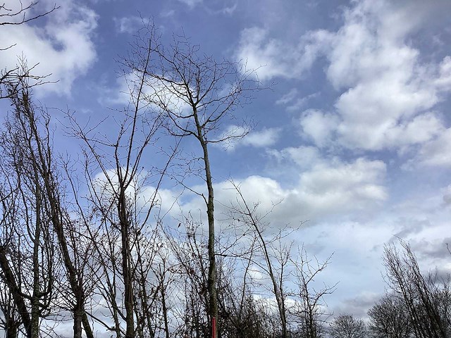 Rode beuk - vormboom - afbeelding 1 van  2