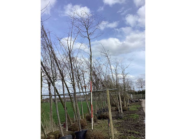 Rode beuk - vormboom - afbeelding 2 van  2