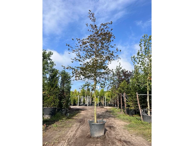 Rode beuk, fagus 'atropunicea', hoogstam, roodbladig, ca. 5-6 m hoog - afbeelding 1 van  2