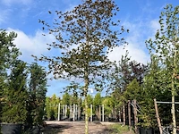 Rode beuk, fagus 'atropunicea', hoogstam, roodbladig, ca. 5-6 m hoog