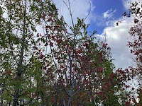 Rode esdoorn - meerstammige boom