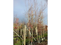 Rode esdoorn - parkboom (2x) - afbeelding 2 van  3