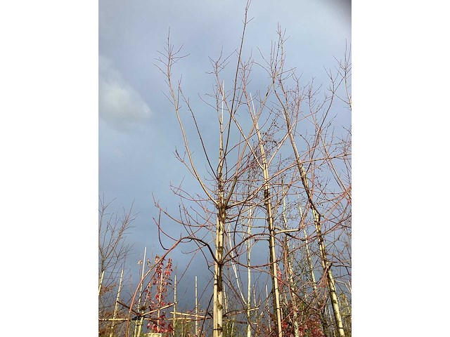 Rode esdoorn - parkboom (2x) - afbeelding 3 van  3