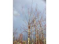 Rode esdoorn - parkboom (2x) - afbeelding 3 van  3