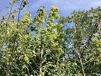 Rode esdoorn - parkboom - afbeelding 2 van  3