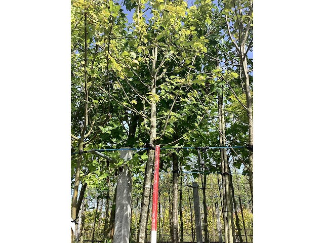 Rode esdoorn - parkboom - afbeelding 1 van  3