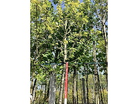 Rode esdoorn - parkboom - afbeelding 1 van  3