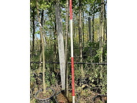 Rode esdoorn - parkboom - afbeelding 3 van  3