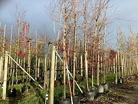 Rode esdoorn - sierboom (3x) - afbeelding 1 van  3