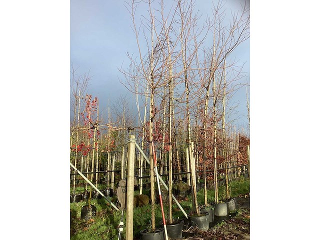 Rode esdoorn - sierboom (3x) - afbeelding 2 van  3