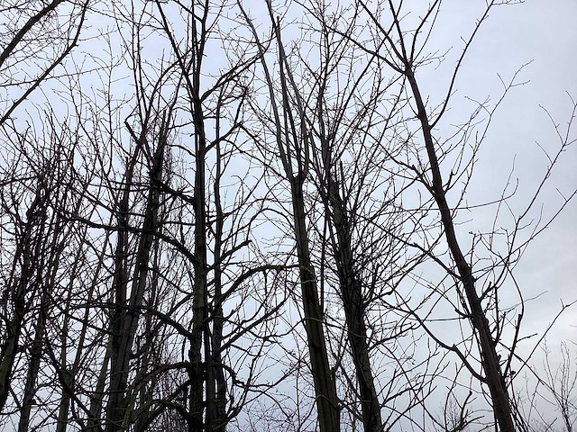 Rode esdoorn - sierboom - afbeelding 1 van  2