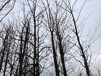 Rode esdoorn - sierboom - afbeelding 1 van  2