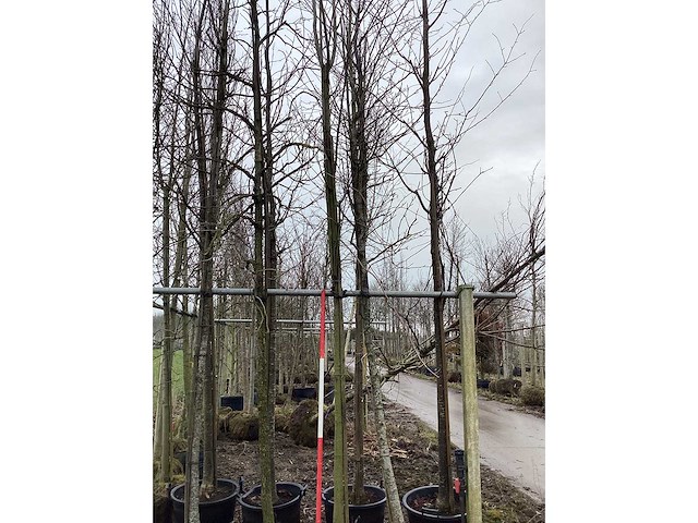 Rode esdoorn - sierboom - afbeelding 2 van  2