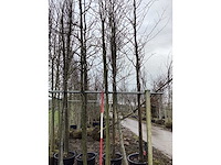 Rode esdoorn - sierboom - afbeelding 2 van  2