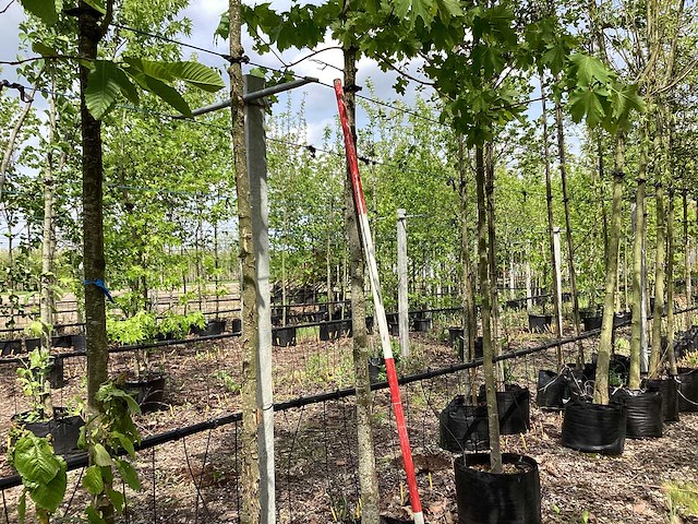 Rode esdoorn - sierboom - afbeelding 1 van  3